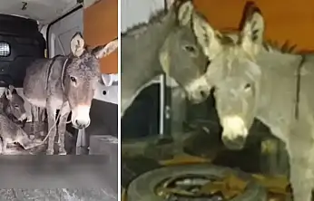 Siirt Kurtalan'da istismara uğrayan eşek ve yavrusu koruma altına alındı! Siirtliler olaya büyük tepki gösterdi