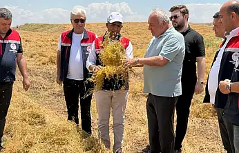 Siirt Kurtalan'da Mercimek Hasadı Başladı: Siirt Üretimde Türkiye Üçüncüsü