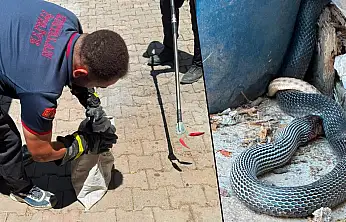 Siirt Kurtalan'da Yılan Yılanı Avladı, İtfaiye Ekipleri Müdahale Etti