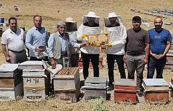 Siirt Pervari'nin Bal Mesaisi Çema Kari Yaylası'nda Sürüyor
