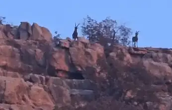 Siirt–Şırnak sınır hattında dağ keçileri görüntülendi