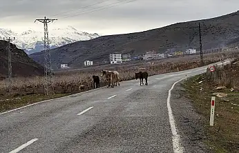 Siirt-Şirvan Yolunda Başıboş Atlar Tehlike Oluşturuyor
