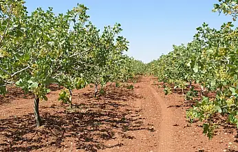 Siirt Tarım ve Orman İl Müdürlüğü uyardı: Fıstık üreticileri bu hataya düşmeyin
