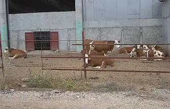 Siirt Tarım ve Orman Müdürlüğü duyurdu: Besilik sığır ithalatı başvuruları açıldı