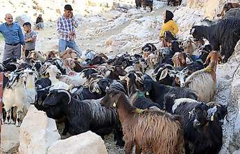 Siirt'te 1000 Keçi Suni Tohumlama ile Islah Ediliyor