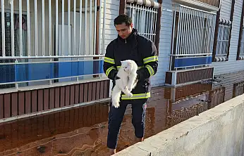 Siirt'te 7'nci Kattan Düşen Evcil Kedi İçin Ekipler Seferber Oldu