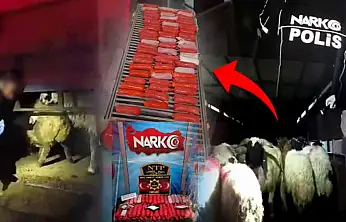 Siirt'te Akıl Almaz Operasyon! Küçükbaş Hayvanların İçinden Kilolarca Uyuşturucu Çıktı