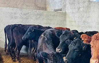 Siirt'te anguslar dağıtıldı