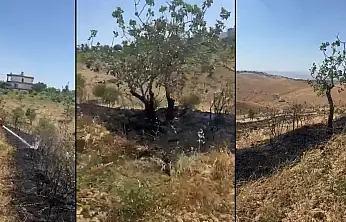 Siirt'te Anız Yangını Fıstık Bahçesine Sıçradı: 10 Ağaç Zarar Gördü