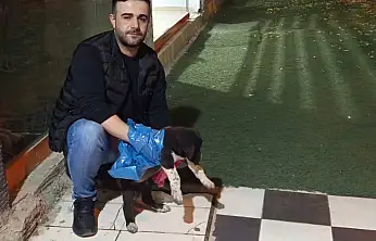 Siirt'te Aracın Çarptığı Yavru Köpeğe Duyarlı Vatandaşlar Koştu! Veteriner Ekiplerine Teslim Edildi