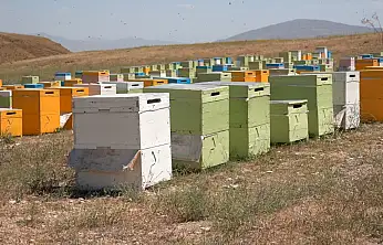 Siirt'te Arıcılara Kovan Desteği İçin Başvurular Başladı