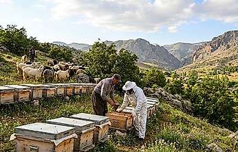 Siirt'te Arıcılık Ve Hayvancılıkla Uğraşan Üreticilere Destek Artırıldı