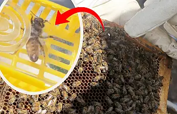Siirt'te Arıcılıkta Yeni Dönem: Bölgede İlk Kez Bilimsel Ana Arı Üretimi Yapıldı