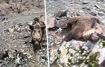 Siirt'te av sırasında dehşet anları: Yaban domuzunu son anda vurdu
