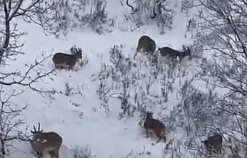 Siirt'te Avlanması Yasak Dağ Keçileri Görüntülendi