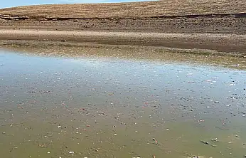 Siirt'te balık teleflerine karşı gölete 150 tonluk su takviyesi