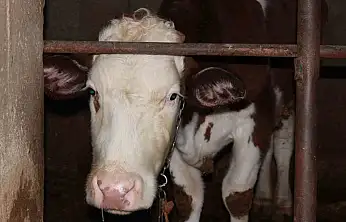 Siirt'te besicinin 3,5 ayda 54 büyükbaş hayvanı telef oldu: Zarar 8 milyon lirayı buldu