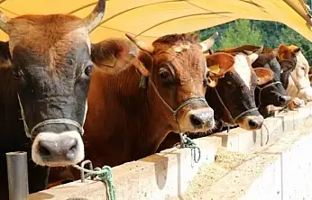 Siirt'te Besilik sığır ithalatında 2026 süreci başladı: Başvurular için takvim ve şartlar açıklandı