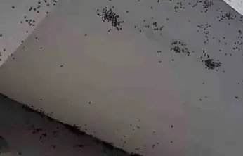 Siirt'te bir evin dış cephesini sinekler istila etti