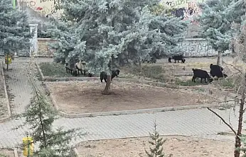 Siirt'te Çocukların Parkı Bakımsızlığa Teslim Oldu, Keçiler Otlamaya Başladı