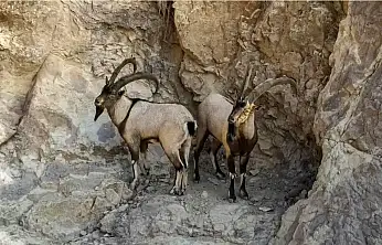 Siirt'te Doğa Koruma'dan Tepki Çeken İhale: Yaban Keçileri Av Turizmi İçin Satışa Çıkarılıyor