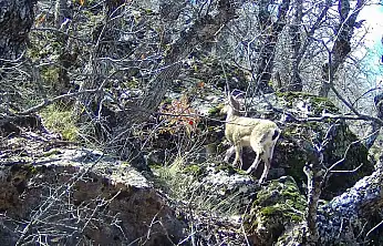 Siirt'te domuz avına çıkan avcı, dağ keçisiyle karşılaştı