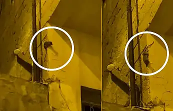 Siirt'te Fare Alarmı: Algül Mahallesi Sakinleri İlaçlama Talep Ediyor