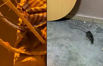 Siirt'te Fare Sorunu Büyüyor: Algül Mahallesi'nde Vatandaşlar İlaçlama Bekliyor