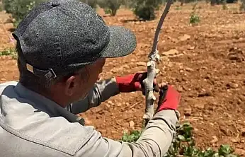 Siirt'te Fıstık Aşılama Ustasının Yevmiyesi 6 Bin TL'ye Yükseldi