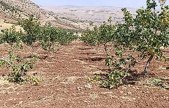 Siirt'te Fıstık Bahçelerine Domuz İstilası