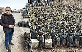 Siirt'te fıstık fidanı ne kadara satılıyor? Fıstık fidanı alacaklar dikkat, işte fiyatlar...