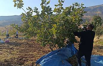 Siirt'te Fıstık Hasadı Sürüyor: Üreticiler Günün İlk Işıklarıyla Tarlada