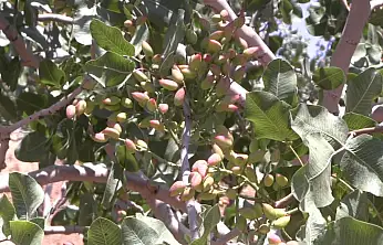 Siirt'te Fıstık Üreticilerine Psillid ve Dipkurdu Uyarısı