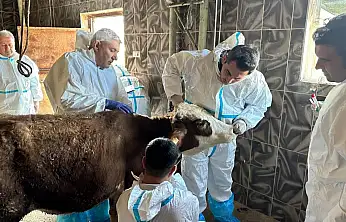 Siirt'te hayvan ölümleri alarm verdi: Ekipler sahaya indi