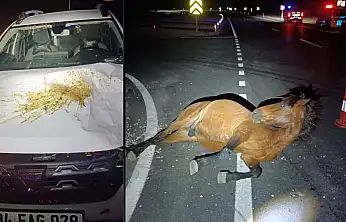Siirt'te İki Araç İki Ata Çarptı: 1 At Öldü, Diğeri Yaralandı