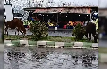 Siirt'te İnanç Turizminin Merkezinde Başıboş İnekler Tepki Çekti