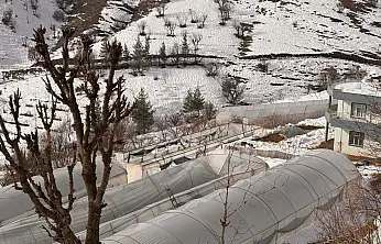 Siirt'te kar yağışında zarar gören seralarda hasar tespit çalışması yapıldı