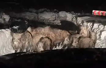 Siirt'te karla mücadele çalışmaları sırasında domuz sürüsü görüntülendi