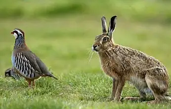 Siirt'te keklik, yaban tavşanı ve tilki avı sezonu kapandı
