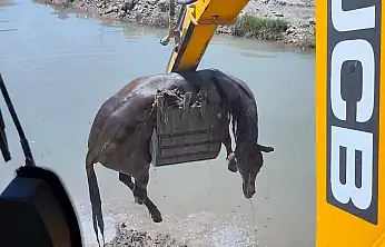 Siirt'te Kezer Çayı'nda Mahsur Kalan At Boğularak Öldü