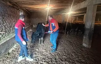 Siirt'te kırsalda hayvancılığa destek sahada karşılığını buluyor