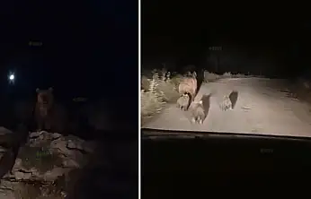 Siirt'te Kış Uykusuna Hazırlanan Ayı ve Yavruları Köy Yolunda Görüntülendi