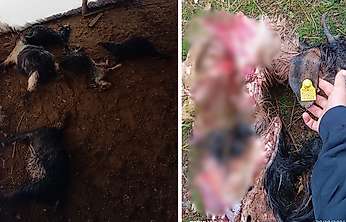Siirt'te 4 Kurt Ağıla Girdi: 15 Koyun Telef Oldu, Aile Yardım Bekliyor