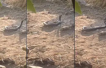 Siirt'te Nadir Görülen Anlar Kamerada: İki Yılanın Çiftleşme Dansı Görüntülendi