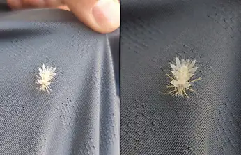Siirt'te Nadir Görülen 'Dikenli Dantel Böceği' Görüntülendi