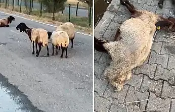 Siirt'te Onlarca Hayvan Telef Olmuştu! Ölüm Nedeniyle İlgili Şok İddia Ortaya Çıktı