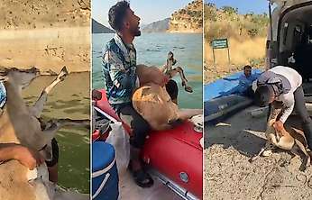 Siirt'te Örnek Davranış: Yaralı Dağ Keçisini Bulup Yetkililere Teslim Ettiler