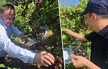Siirt'te Özel Bireyler Böğürtlen Hasadı Yaptı