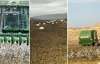 Siirt'te Pamuk Hasadı Tamamlandı: 530 dönüm tarlada 238,5 ton kütlü pamuk elde edildi