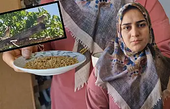 Siirt'te Pencereden Giren Kumru Eve Yuva Yaptı, Ev Sahibi Sahip Çıktı